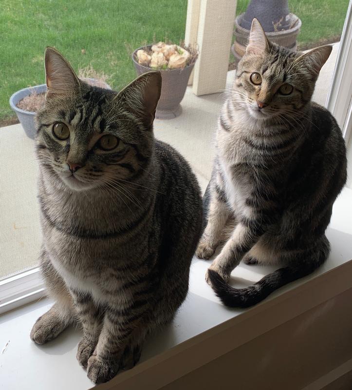 Petruchio and Pia