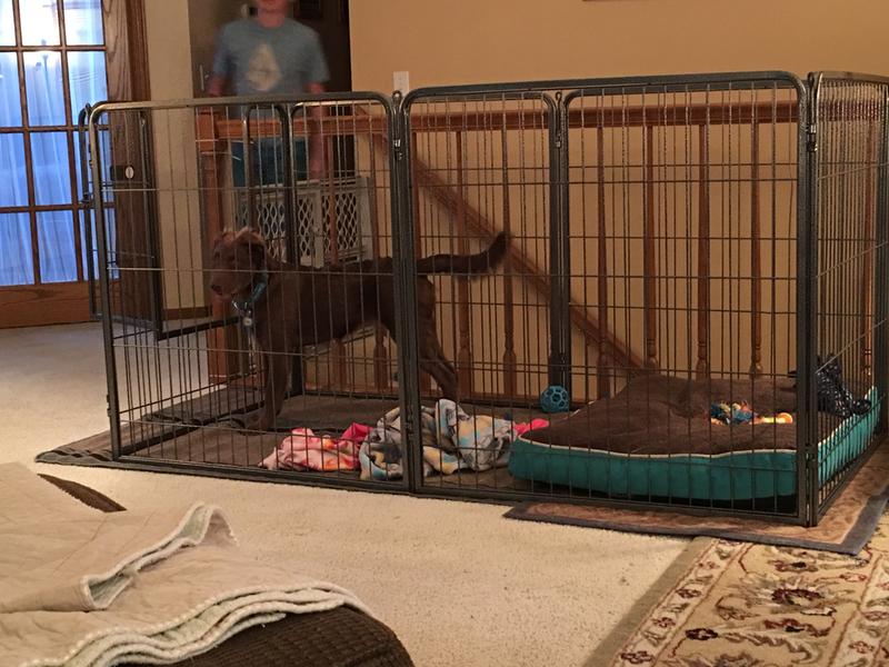 precision pet courtyard kennel exercise pen