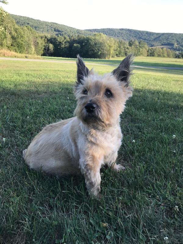 milk thistle for dogs petco