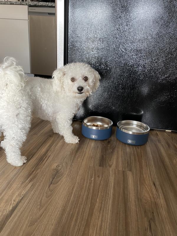 Bichon frise hotsell royal canin