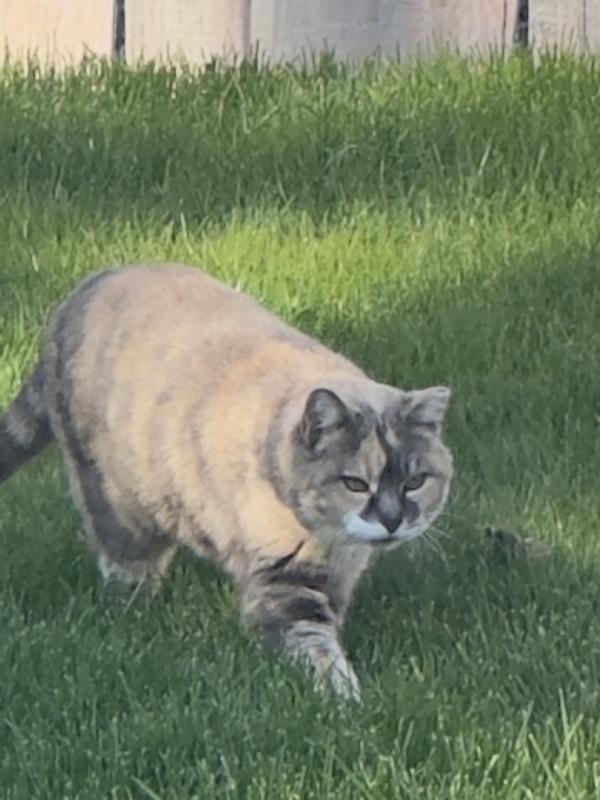 Lucy our stray visitor
