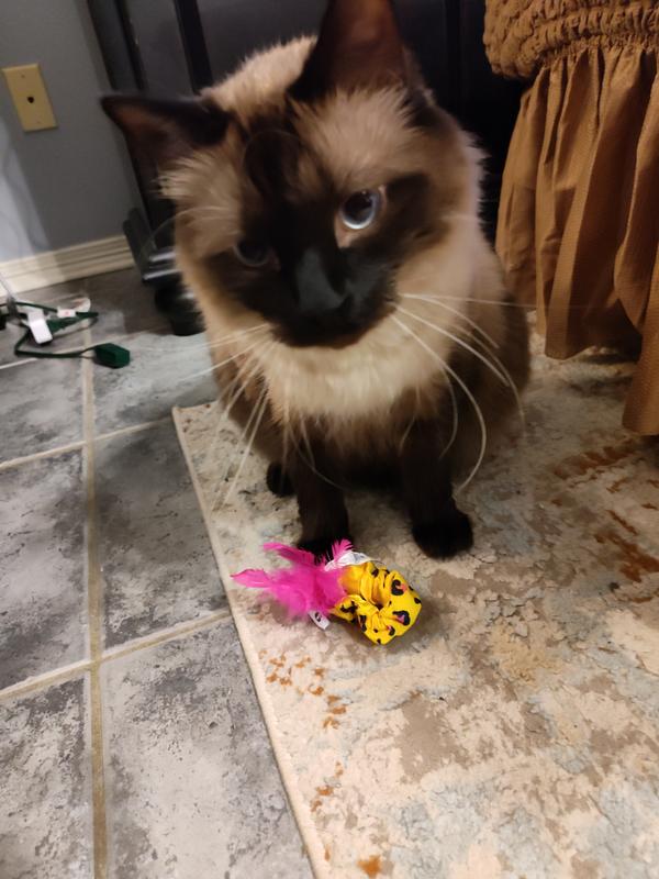 Happy cat