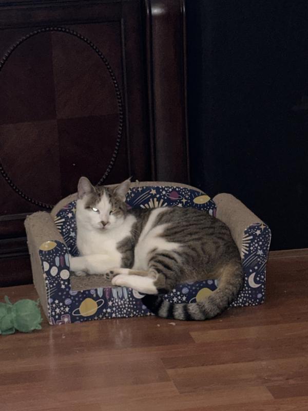 Petco store cat couch