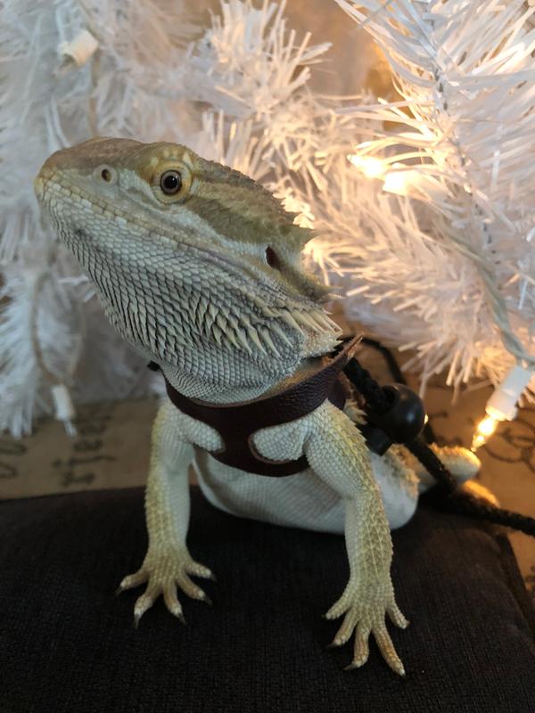 T Rex Small Reptile Comfort Leash Petco