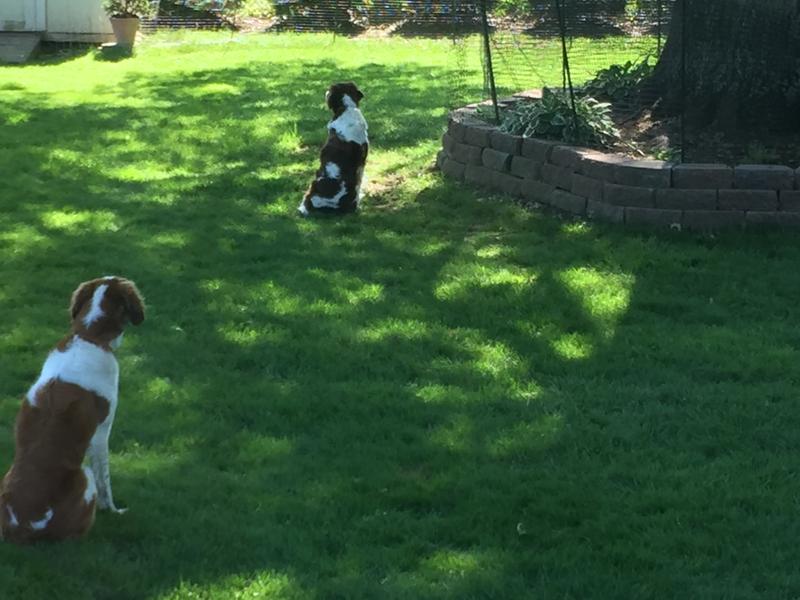 Eli and Hickory