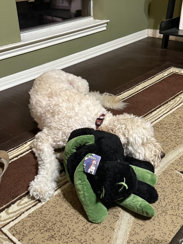 Ben Ben with his spider