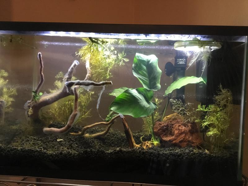 the little piece of wood next to my Anubias Barteri. Notice the size comparison with my spider wood!
