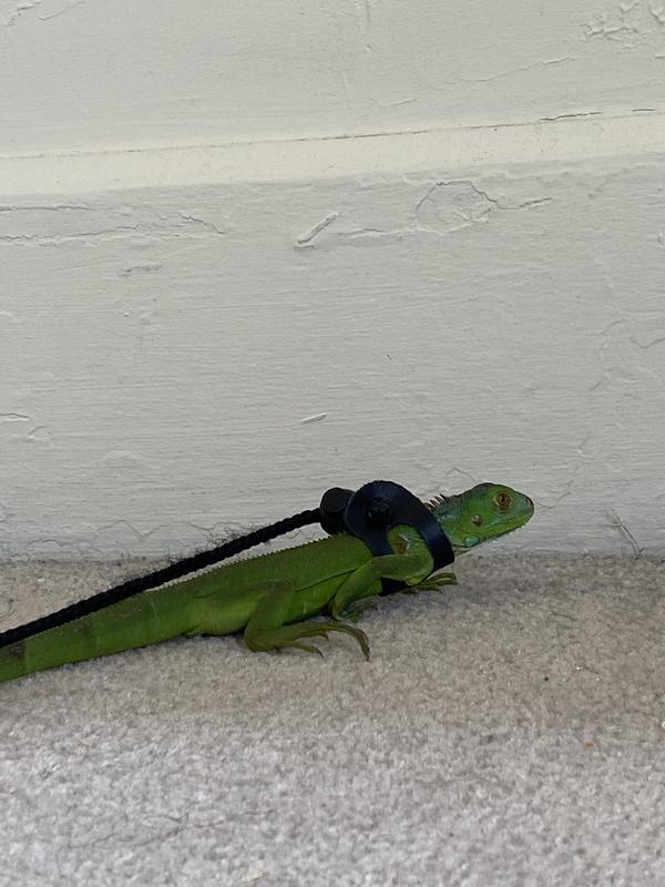 T-Rex Small Reptile Comfort Leash