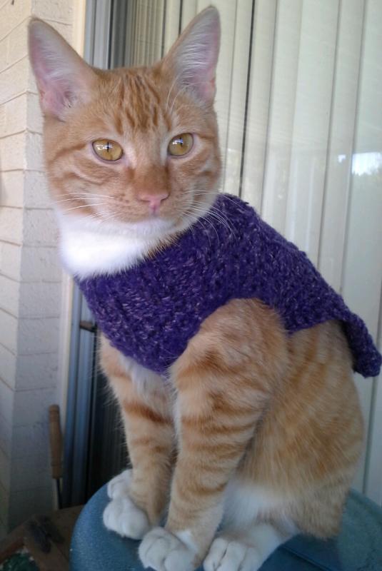 My handsome cat Juicebox