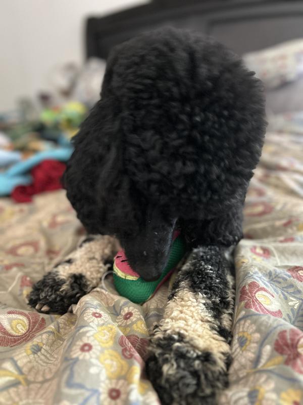 Photo - commentaire&nbsp;7.