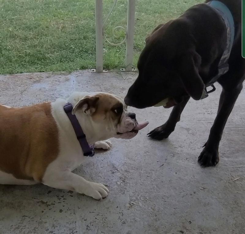 Fast tongue