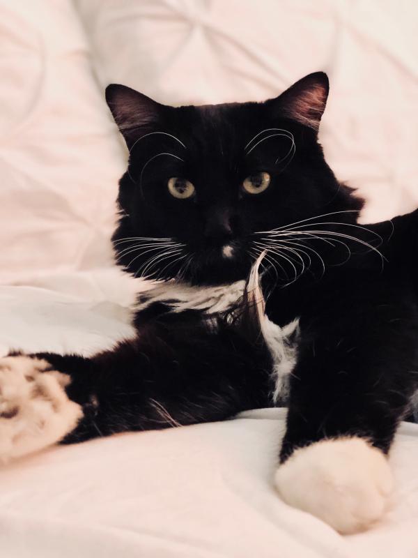 My happy cat!