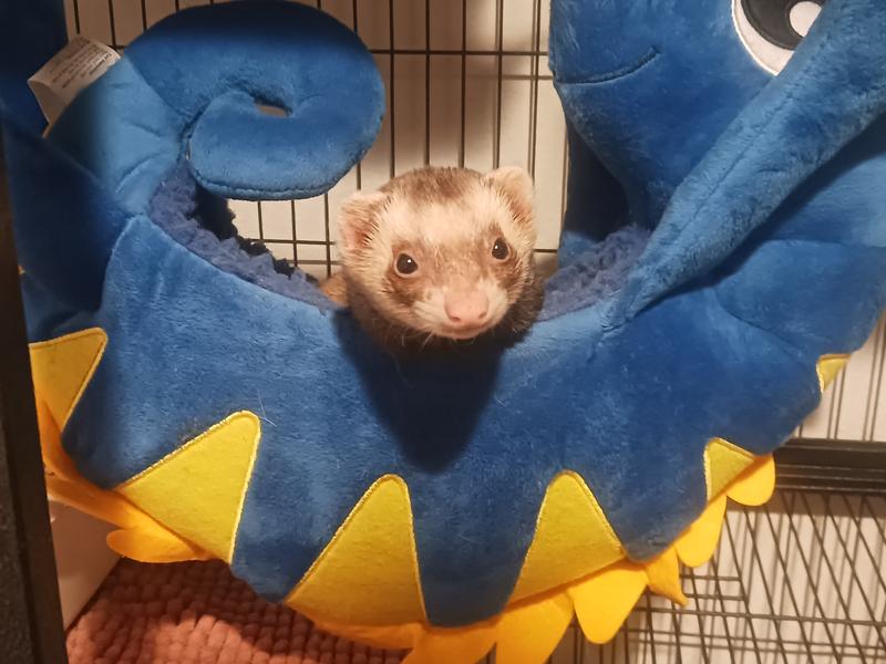 Snowie approved