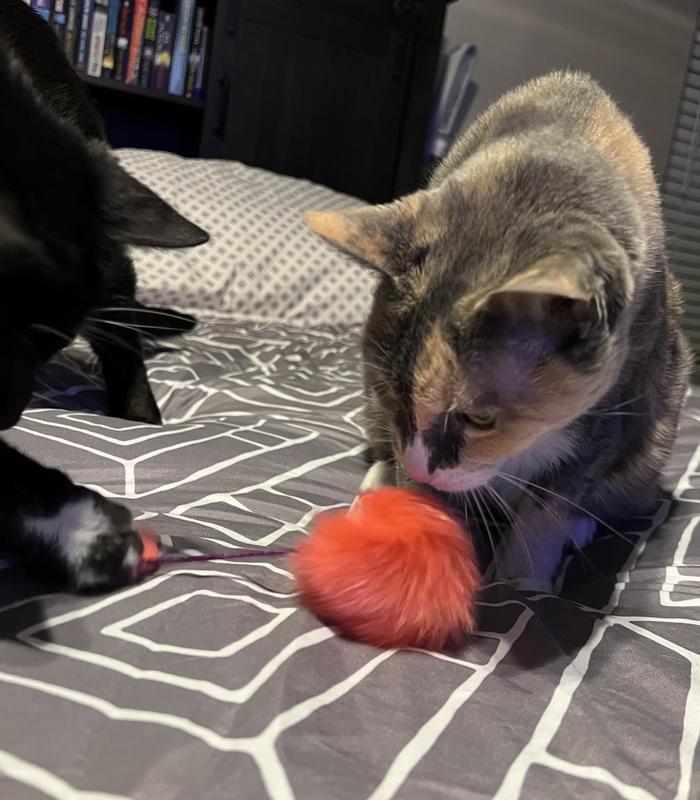 Kitty #2 sticking his paw in to steal it