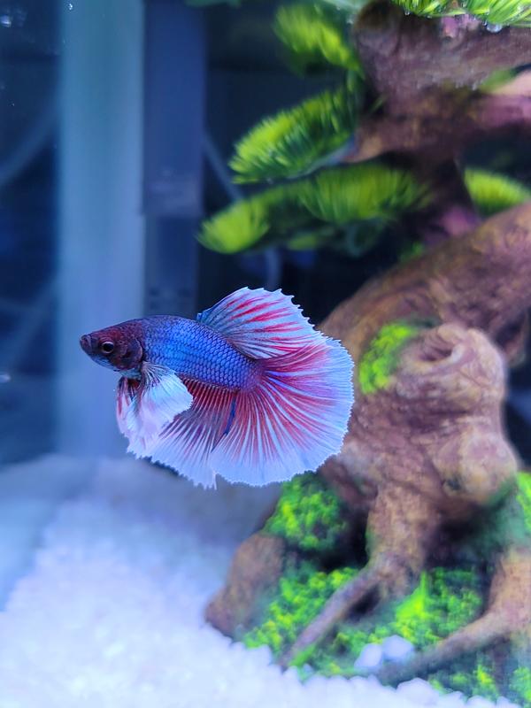 Elephant ear sale male betta