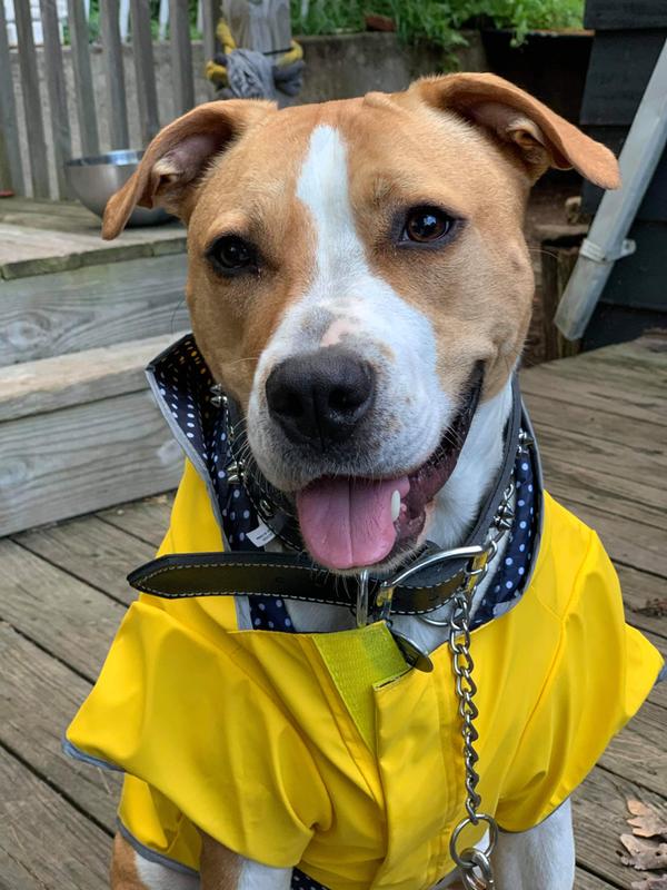 dog raincoat petco