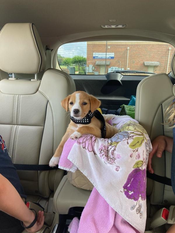 Siège d'auto pour animaux de compagnie Lookout avec console