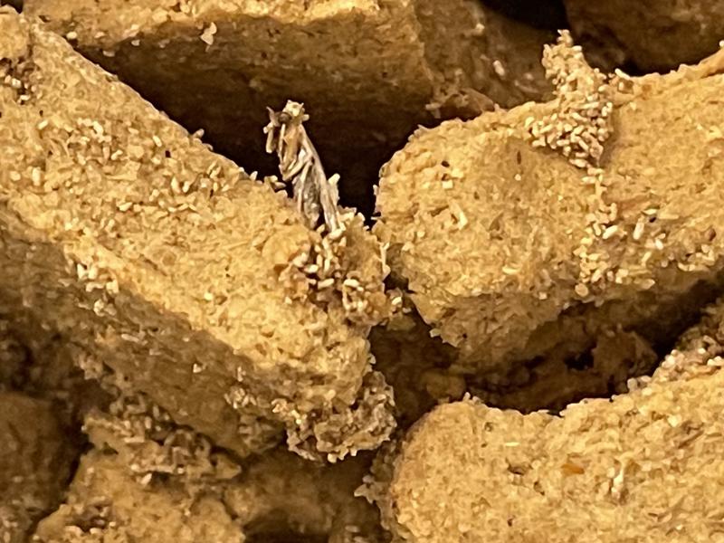 Moths, larvae/worms, eggs found in treats.