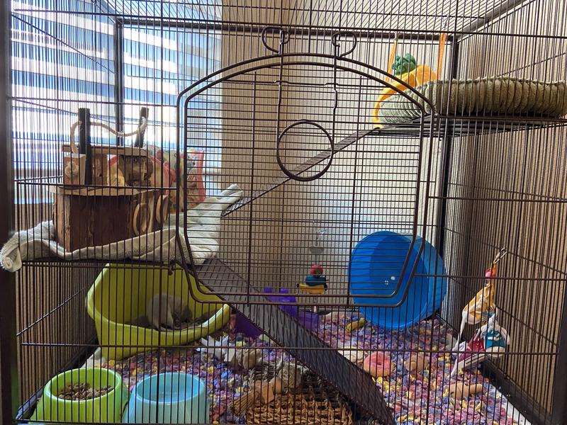 Prevue rat clearance cage