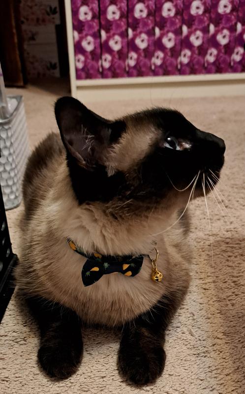 Piña Colada 1/2 Fancy Cat Collars