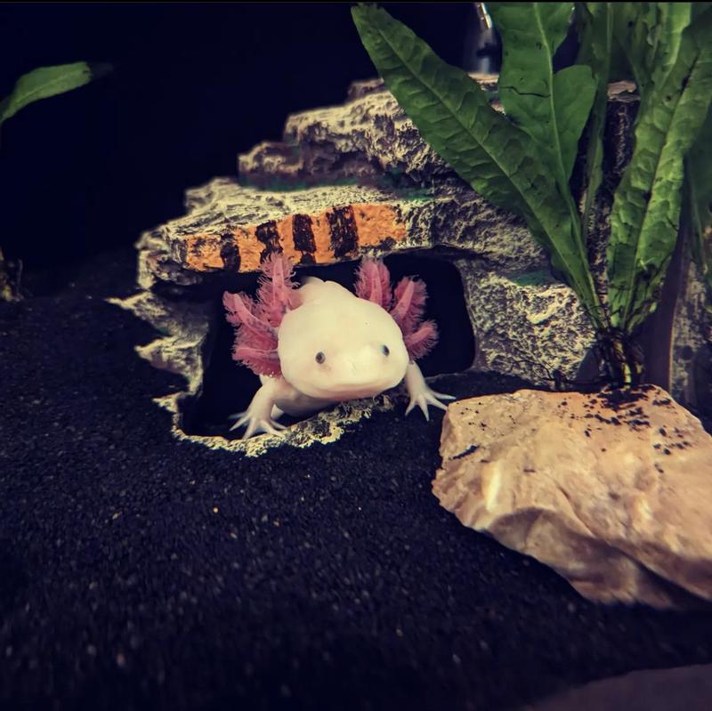 Komodo Resin Turtle Hideaway, Medium | Petco