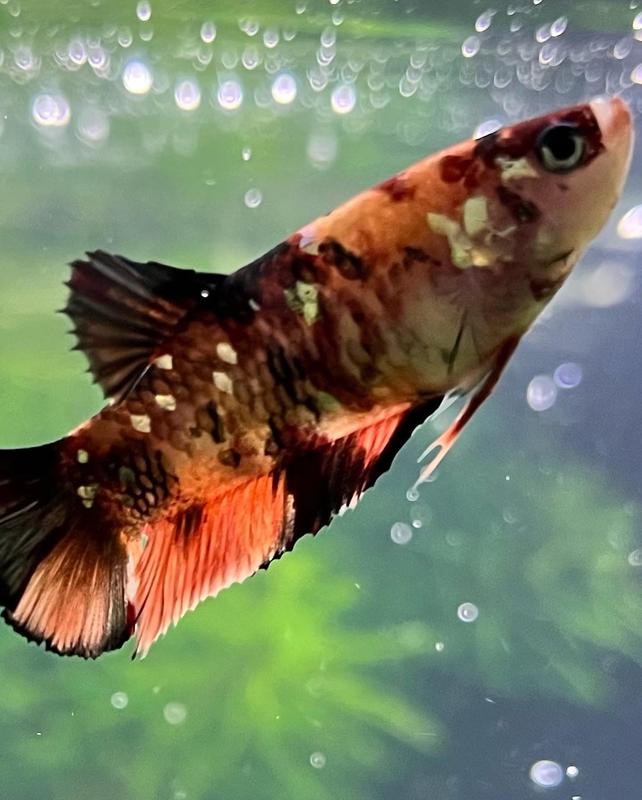 Imagitarium Female Koi Betta Fish for Freshwater Tanks