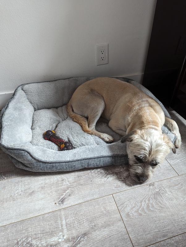 Dog is usually obsessed with new toys but not this time.