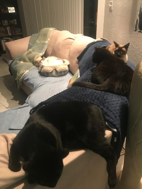 Our cat couch