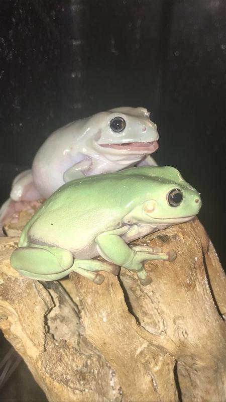 Water frogs hot sale petco