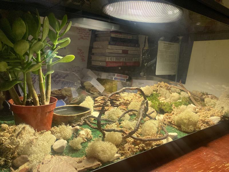 New bearded dragon tank not fully done just with kit .. stem branch, water bowl, cactus was what I added
