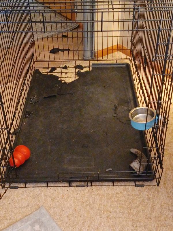 Ultima dog outlet crate