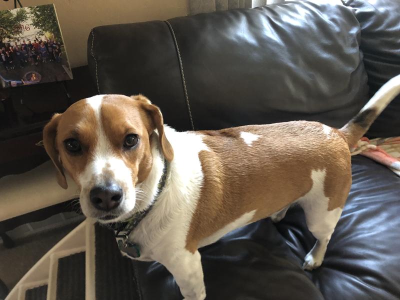 French Bulldog,Old English Bulldog and Beagle mix