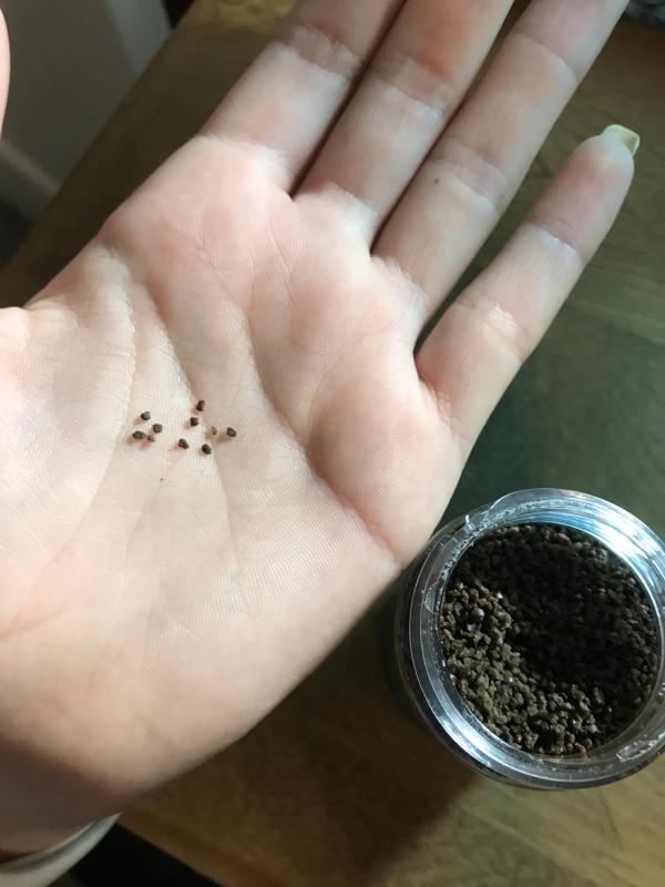 Size of food