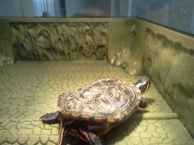 Penn Plax Reptology Life Science Turtle-Topper Above-Tank Basking ...