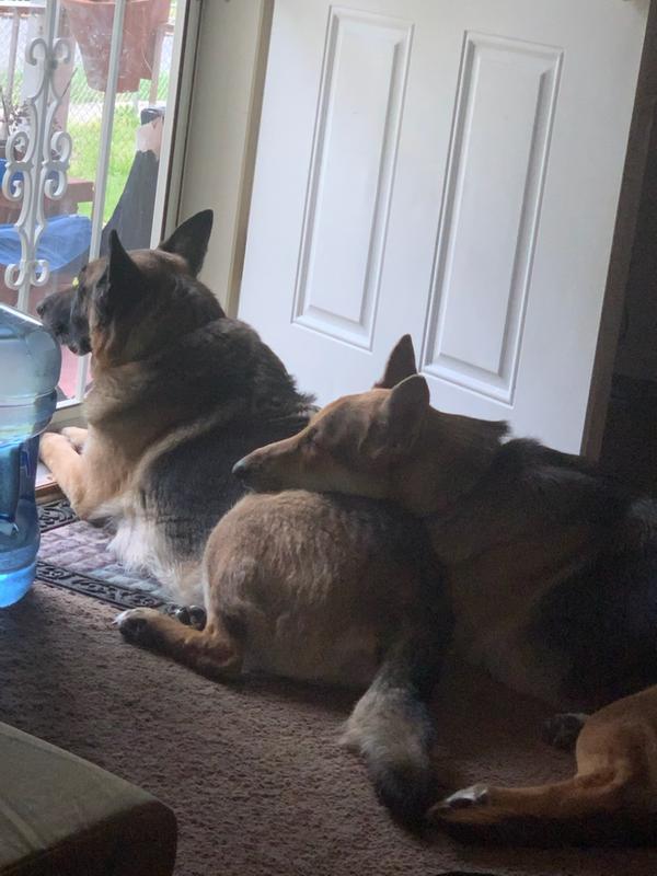 Ryder and Ladi