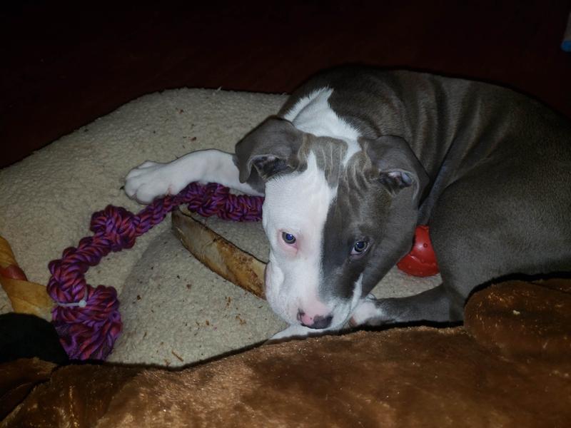 Rope and ribbones are a pup's best friend!