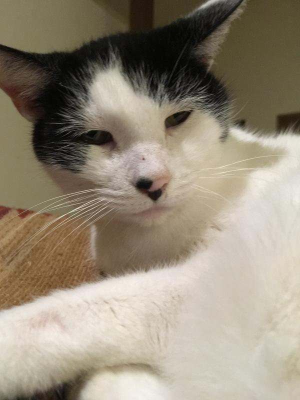 Sissy, my 14 year old senior, had no drying or irritation, 5 star.