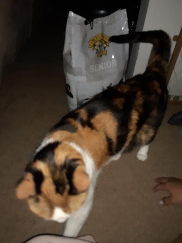 My cat loves it!