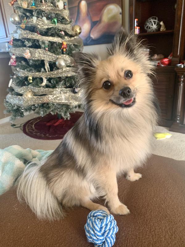 You can see the size of the ball next to our Pom, she’s under 10lbs.