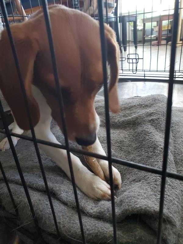 Enjoying her chew!
