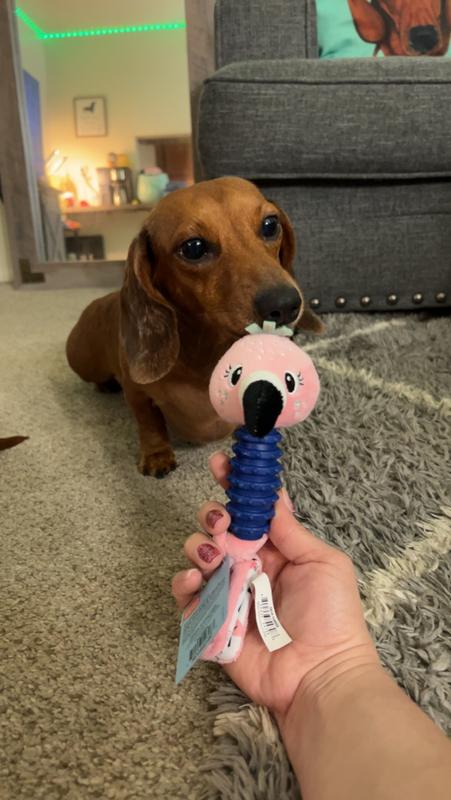 @theminihotdogs on ig