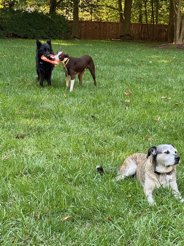 Best friends love their frisbee!