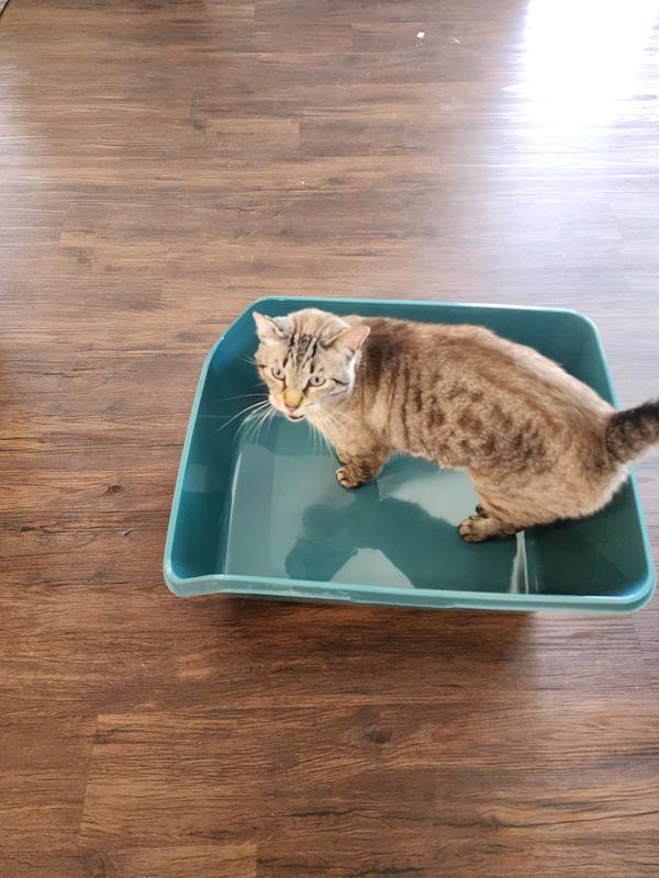 Size reference compared to my adult cat