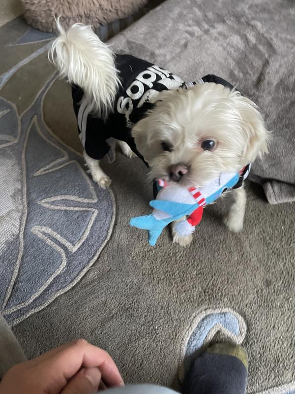 Maltipoo jaws