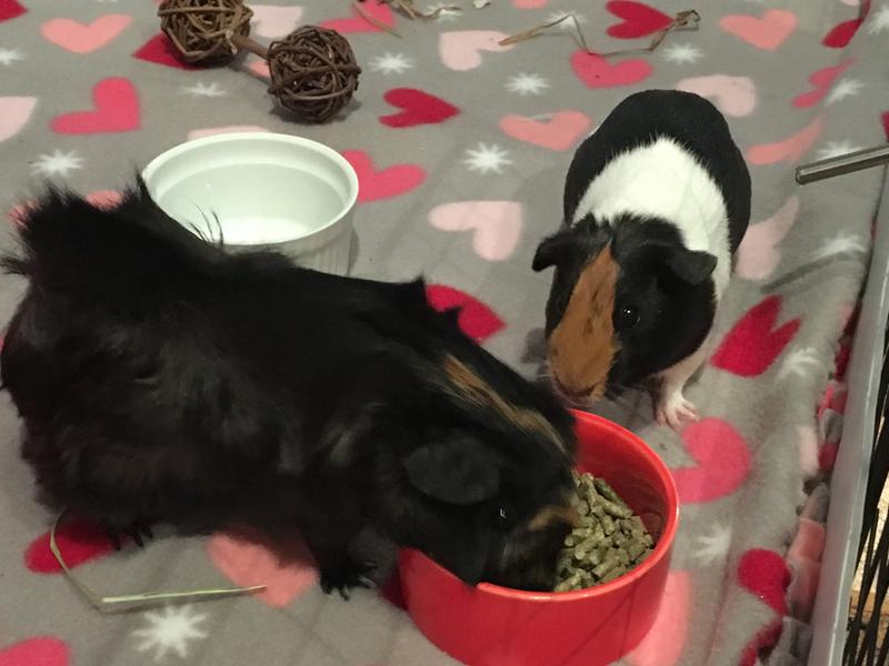 petco oxbow guinea pig food