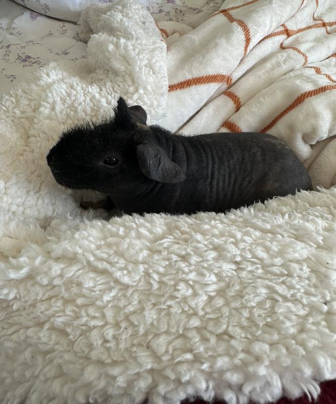 Guinea pig for outlet sale at petco