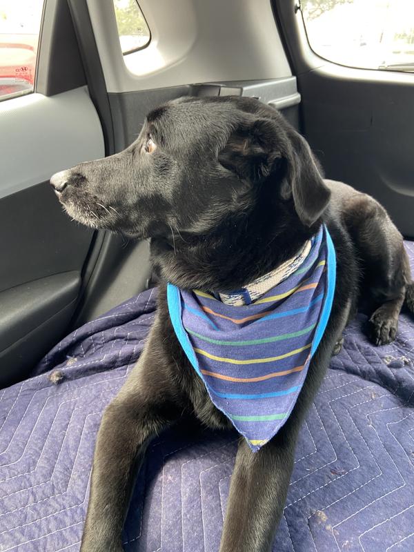 Dodgers Dog Bandana 