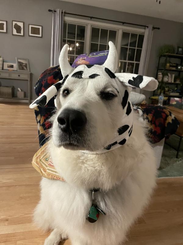 Our cute not so little cow