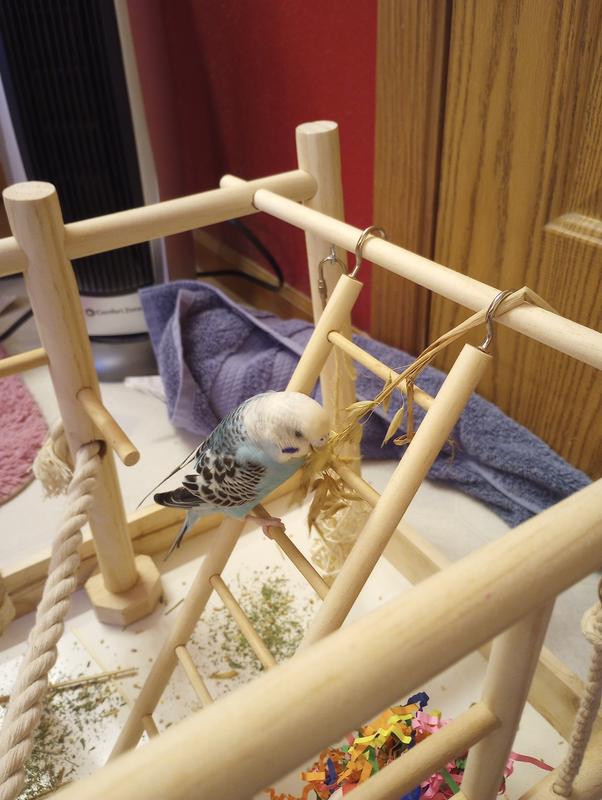 Bird play gym petbarn hotsell