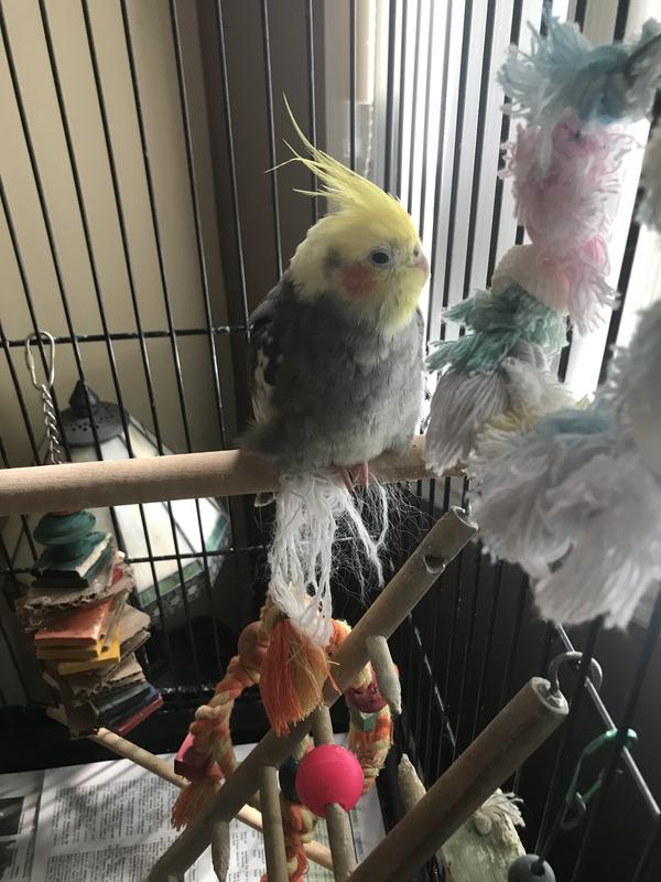 Petco cockatiel best sale